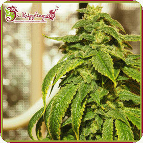 D'oh Si D'ohpe Feminised Seeds