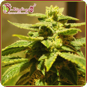 Krippling's Gelato Feminised Seeds
