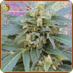 Mango Bubble Cloud Feminised Seeds