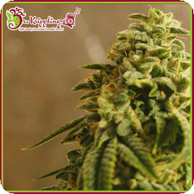 Sherbert Gorilla Feminised Seeds